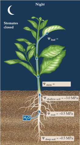 <strong>Refer to the figure. - In soil, there can be layers with more or less available water. In the figure, there is a lower water potential in shallow soils than in deep soils. Considering this scenario, what will the stem water potential be in the middle of the night and why?</strong> A) -3.0 MPa because the plant will equilibrate with the lowest water potential. B) -0.5 MPa because the plant will equilibrate with the highest water potential. C) Between -3.0 MPa and -0.5 MPa because the plant will average across all available water. D) Between -3.0 MPa and -0.5 MPa because some of the water from the deep soil layers will move through the roots and then into the dry, shallow soils.