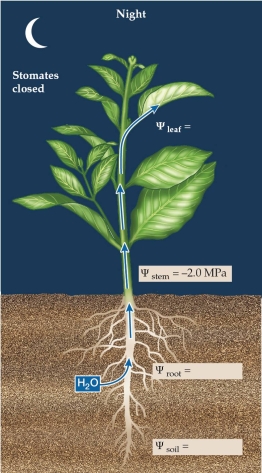 <strong>Refer to the figure. -Plant ecophysiologists often measure the water potential of a plant at midnight to understand plant-soil-water relationships. If an investigator found that <font face=symbol> </font><sub>stem</sub> was -2.0 MPa as shown in the figure, which statement would also be true?</strong> A) <font face=symbol> </font><sub>soil</sub> must be > -2.0. B) <font face=symbol> </font><sub>soil</sub> must be = -2.0. C) <font face=symbol> </font><sub>leaf</sub> must be > -2.0. D) <font face=symbol> </font><sub>air</sub> must be = -2.0.