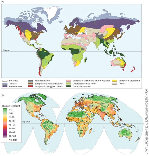 <strong>Refer to the map. Part B on the map shows the alteration of terrestrial biomes by human activities (i.e., the human footprint), with green representing the least human impact and purple-red representing the most. Rank the following countries with respect to how much human activity has altered their native biomes (from most to least impact): India, United States, and Russia.</strong> A) India > United States > Russia B) India > Russia > United States C) United States > Russia > India D) United States > India > Russia
