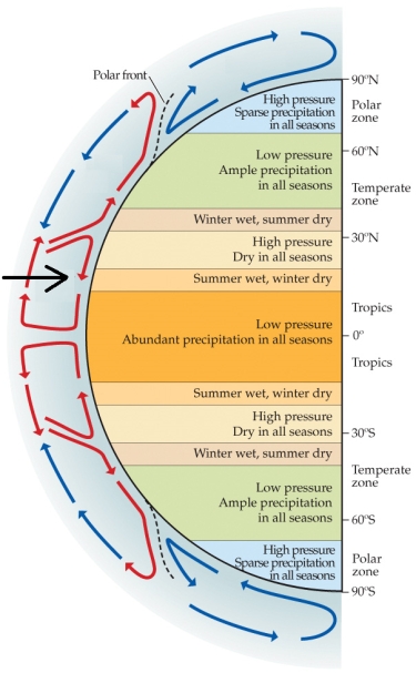 <strong>Refer to the figure. What is the name of the circulation pattern indicated by the black arrow?</strong> A) Polar cell B) Ferrell cell C) Dobson cell D) Hadley cell