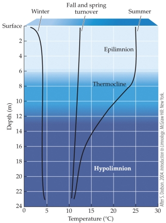 <strong>Refer to the figure. The figure shows the temperature of water at different depths in a typical temperate-zone lake. Which of the following statements is true?</strong> A) In winter, but not in summer, the coldest water is also the densest. B) In summer, but not in winter, the coldest water is also the densest. C) Throughout the year, the coldest water is also the densest. D) The coldest water is in the hypolimnion, so the deepest portion of the lake freezes first.