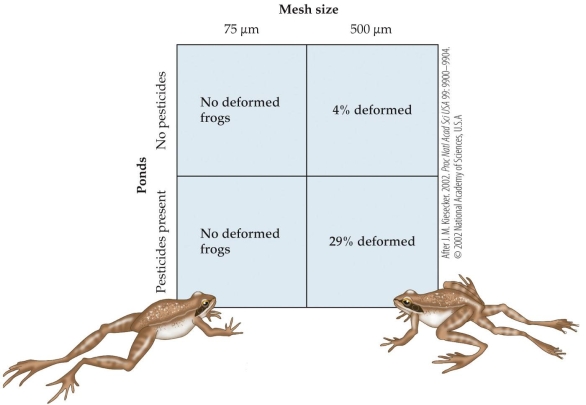 <strong>Refer to the figure.    -The figure is based on Kiesecker's field experiments testing the effects of parasites and pesticides on frogs. Which statement is the most valid interpretation of the results?</strong> A) Exposure to parasites was necessary for the frogs to become deformed. B) All frogs exposed to parasites were deformed. C) Exposure to pesticides was necessary for frogs to become deformed. D) Exposure to pesticides had no effect on the percentage of frogs that became deformed. <div style=padding-top: 35px> 