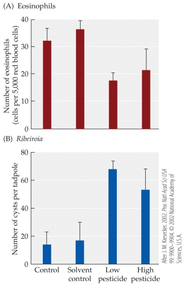 <strong>Refer to the figure.    - The figure is based on studies of the effects of pesticides on the tadpole immune system. In a laboratory experiment, wood frog (Rana sylvatica) tadpoles were exposed to low or high concentrations of a pesticide, and then Ribeiroia parasites. The tadpoles were then examined for (A) numbers of eosinophils and (B) numbers of Ribeiroia cysts. Error bars show one SE of the mean. Compared with the control group, the frogs exposed to low concentrations of pesticides showed an increase _______ percent in the number of eosinophils.</strong> A) 18 B) 32 C) 55 D) 78 <div style=padding-top: 35px> 