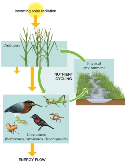 <strong>Refer to the figure.   The figure represents energy flow and nutrient cycling through the major components of natural ecosystems. Based on the figure, which statement best describes a major difference between nutrient cycling and energy flow?</strong> A) Nutrients flow through producers and consumers but not through the physical environment. B) Energy flows through producers and consumers but not through the physical environment. C) Both nutrients and energy are lost as they travel through the ecosystem. D) Incoming solar radiation plays a limited role in both nutrient cycling and energy flow. <div style=padding-top: 35px> 