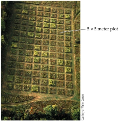 <strong>Refer to the figure.   The figure shows a field set up to do controlled ecological experiments, divided into 112 plots each 5 × 5 meters. Suppose 40 plots are chosen for a study, 20 as controls and 20 as experimental plots. The control plots are left untreated. The 20 experimental plots all receive the same treatment: a specific level of insecticide. These experimental plots represent</strong> A) 20 separate experimental treatments. B) 20 replications of the same treatment. C) the minimum number of plots needed for statistical analysis. D) the number of plots needed to match the control plots. <div style=padding-top: 35px> 