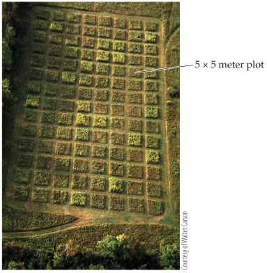 <strong>Refer to the figure.   The figure represents an ecological study done by Carson and Root to study how herbivorous insects affected a plant community. Based on the figure, what type of study were Carson and Root most likely performing?</strong> A) A controlled field experiment B) An uncontrolled field experiment C) A laboratory experiment D) An observational study <div style=padding-top: 35px> 