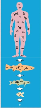 What is the best interpretation of the image below? (Source: http://conservationreport.com/tag/bioaccumulation/)