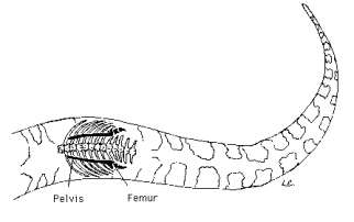 <strong>A scientist has studied the bone structure of a gopher snake. She drew this diagram (refer to the figure below) and has asked for you to determine the cause of the pelvis and femur bones. </strong> A) These are evolutionary changes that the snake is going through so it can walk on land in the next few generations. B) These are phenotypes just like the eyes or tail of the snake. C) The scientist must have made a mistake and drew an image of the wrong organism as snakes cannot have legs. D) These are vestigial structures left over from a common ancestor who had legs. E) These are traits due to selective breeding.