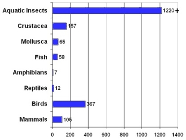 <strong>The graph below shows organisms found in and around a pond. Choose the best interpretation of the data. (Source: http://www.aquatax.ca/skAquaticInsectInfo.html)</strong> A) Aquatic insects need the most protection when considering the conservation of biodiversity. B) The amphibian and reptile populations of the pond are declining. C) Aquatic insects are the major component in the biodiversity in this ecosystem. D) There are too many birds for the pond to support. E) Both a and c