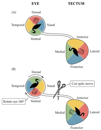 Refer to the figure. In the normal amphibian, the topographical projection from the eye to the tectum is mapped onto the tectum in such a way that the projection of the visual field is rotated 90° (A). If the optic nerve is cut, and the eye rotated 180°, the projection of the visual field is mapped onto the tectum as shown in (B). What does this result suggest about how the optic nerve regenerates its retina-tectum connections? What would this mean for the amphibian's behavior after the optic nerve regenerates?
