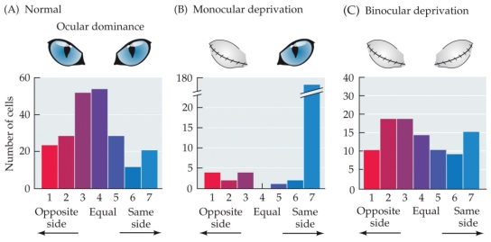Refer to the figure. The ocular dominance histograms shown illustrate the strength of the response of cortical neurons to stimuli presented to either the left or the right eye in cats that developed normally (A), cats with one eye closed during development (B), and cats with both eyes closed during development (C). What happens to cortical neurons when one eye is closed during development? Why does binocular deprivation result in ocular dominance patterns similar to that in a cat with normal vision?