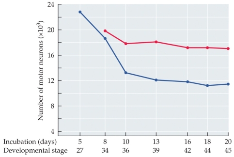 Refer to the figure. Curare is a toxin that blocks acetylcholine receptors, including those at the neuromuscular junction (NMJ). Based on the experimental data from chick embryos that were treated with curare (red line) and control chick embryos (blue line), what happens to motor neurons when the communication between motor neurons and muscles is silenced? What would you expect to happen when curare is removed? What does this suggest about normal motor system development?