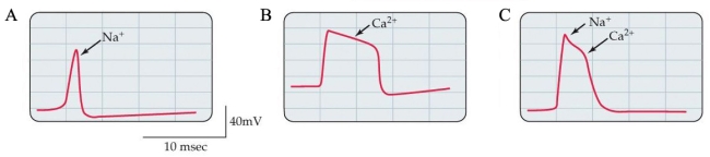 Refer to the figure. Each graph represents the depolarization activity during an action potential in Xenopus spinal cells at different stages of development. Referring to each electrical reading (A, B, and C), place the graphs in order of developmental stage, from earliest to latest. What are the major changes in action potential activity that occurs with development?