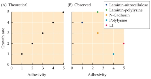 Refer to the figure. These data are from an experiment using growth cones cultured on substrates with different levels of adhesivity, ranked from least adhesive (laminin-nitrocellulose) to most adhesive (L1). Based on the theoretical prediction in graph A, what was the researchers' hypothesis about adhesivity and growth cone growth rate? Based on the observed data in graph B, how does growth rate actually correlate to adhesivity? What does this suggest about the role of adhesion in axonal growth?