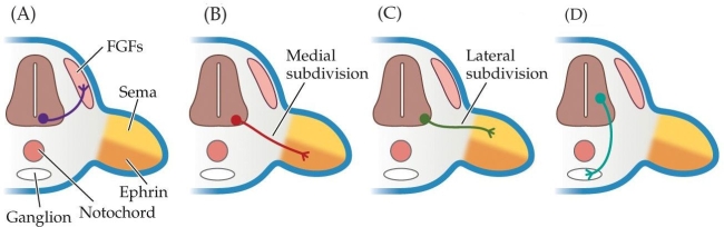 Refer to the figure. In the sections of developing neural tubes shown, which fate will each of the developing motor neurons (A: purple, B: red, C: green, and D: blue) take on with respect to which tissues they will innervate?