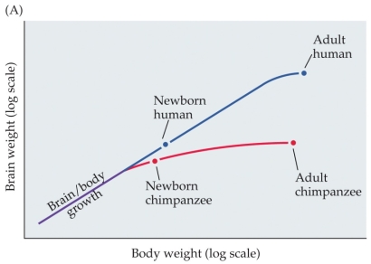 Refer to the figure. Based on the data shown, which compares brain weight during development in humans and chimpanzees, what can you conclude about the similarities and differences between human and chimpanzee brain development outside the womb? What brain difference in adulthood results from these developmental differences?