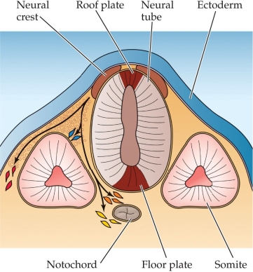 Refer to the figure. Along this portion of the neural tube, which will become the spinal cord, predict the fate of each of the groups of neural crest cells, depicted in blue, orange, yellow and red.