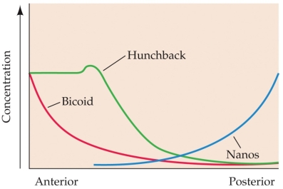 Refer to the graph. Where is the highest concentration of hunchback protein expressed in the Drosophila embryo, and how do the antagonistic actions of maternal polarity genes bicoid and nanos result in sharper boundaries of hunchback gene expression?