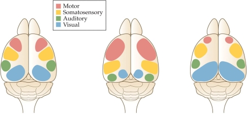 Refer to the figure. A normal wild-type mouse is shown in (A), a mutant mouse with enlarged rostral cortex centers is shown in (B), and a mutant mouse with enlarged caudal cortical centers is shown in (C). What specific mutations might (B) and (C) have?