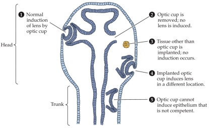 Refer to the figure. If the optic cup normally induces the overlying epithelium to differentiate into a lens and cornea, why might it not be able to induce the trunk epithelium to do the same?