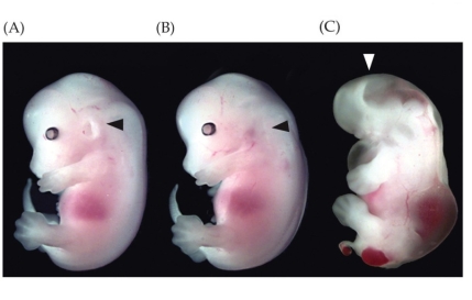 Refer to the figure. A normal wild-type mouse is shown in (A), a mutant mouse with an arrow pointing to its missing ear is shown in (B), and a mutant mouse with an arrow pointing to a missing brain is shown in (C). What specific mutations might (B) and (C) have?