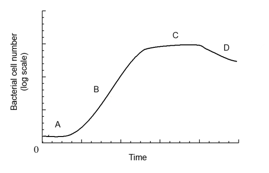 <strong>Match the points on the bacterial growth curve with their descriptions. -No cell division</strong> A) A B) B C) C D) D