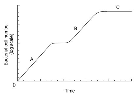 <strong>A growth curve is shown for E. coli cultivated in media containing lactose and glucose. At which points on the growth curve is the lac operon transcribed? Please select all that apply. </strong> A) A B) B C) C