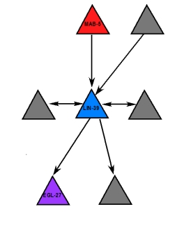 <strong>Which of the statements about the transcription factors illustrated in the network diagram are true? Please select all that apply. </strong> A) LIN-39 regulates four transcription factors B) LIN-39 is regulated by two transcription factors C) MAB-5 is regulated by one transcription factor D) EGL-27 does not regulate any transcription factors E) MAB-5 regulates LIN-39