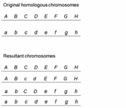 In an experiment, two homologous chromosomes with alleles as shown below (original homologous chromosomes) underwent meiosis and to product four chromosomes (resultant chromosomes). How many crossovers appear to have occurred during meiosis?