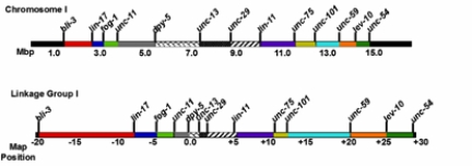 Physical (top) and genetic (bottom) maps are shown for C. elegans chromosome I Physical and genetic maps can be used to determine the physical length of a map unit. Put the following intervals in C. elegans chromosome I in ascending order, from shortest physical length per map unit to longest (i.e., A = shortest, C = longest).