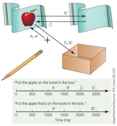 <strong>Refer to the figure. Based on eye movements, which statement about subjects' perceptions of the two sentences is true?</strong> A) Both sentences reveal some initial misinterpretation by listeners. B) The first sentence reveals some initial misinterpretation, whereas the second sentence is smoothly and correctly parsed. C) The second sentence reveals some initial misinterpretation, whereas the first sentence is smoothly and correctly parsed. D) Listeners are able to use context to avoid misinterpretation in both sentences.