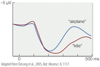 <strong>Refer to the figure. The figure represents the N400 values for the sentence The day was breezy so the boy went outside to fly… when subjects heard either airplane or kite as the final word. What can be inferred from the graph?</strong> A) Subjects who heard kite showed greater N400 negativity, indicating less surprise. B) Subjects who heard kite showed less N400 negativity, indicating more surprise. C) Subjects who heard airplane showed less N400 negativity, indicating less surprise. D) Subjects who heard airplane showed greater N400 negativity, indicating more surprise.