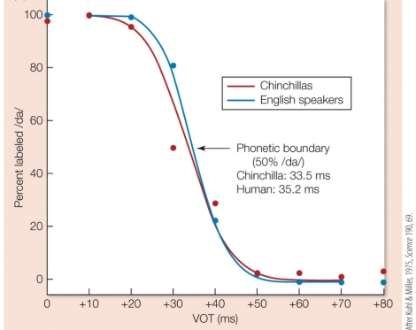 Refer to the figure. Based on the figure from Kuhl and Miller's 1975 study of categorical perception in chinchillas, what can you conclude about humans' and chinchillas' abilities to detect sound boundaries and language?
