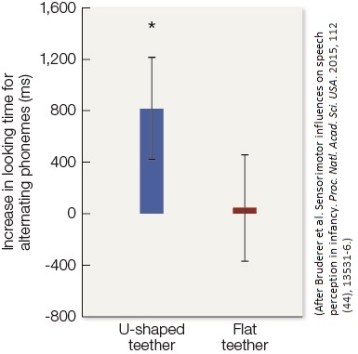 Refer to the figure. Figure. Average looking time was measured while broadcast phonemes either alternated (between Hindi /d_/ and /dj/) or stayed the same (repeating /d_/, or repeating /dj/). Observations were taken when infants sucked on either a U-shaped teether that allowed free tongue movement (left bar) or a flat teether that immobilized subjects' tongues (right bar). Scores greater than zero indicate a preference for the alternating phonemes. Error bars denote Standard Error of the Mean. The asterisk marks a significant difference from zero. Infants spend more time looking at a loudspeaker, on average, if they detect an acoustic change within a stream of repeating sounds that it broadcasts. Based on the figure from Bruderer et al.'s 2015 study of speech perception by 6-month-old English-speaking infants (above), does the articulatory system of infants influence whether the babies hear phoneme distinctions between non-English consonants? Explain briefly.