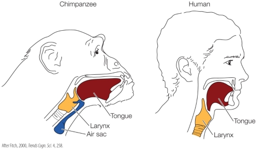 Refer to the figure. Discuss how the differences between chimpanzee and human vocal anatomy affect each species' ability to produce vocal language. What is the evolutionary significance of these differences?