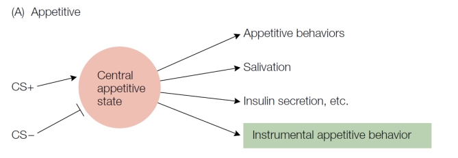 The figure below describes the ability of a CS to activate a central motivational state. Is this figure consistent with what we know about selective and general Pavlovian-instrumental transfer? Justify your answer.