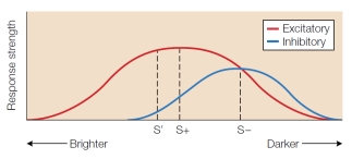 <strong>Which conclusion is supported by the figure below? </strong> A) Inhibition produces a flatter gradient than excitation. B) Inhibition is stronger than excitation. C) Peak shift in behavior should be observed for both excitation and inhibition. D) Peak shift was not observed.