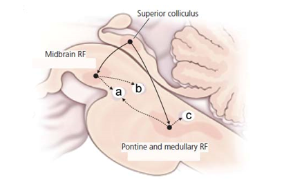 <strong> Referring to the figure above, which of the following cranial nerve nuclei are necessary for horizontal eye movements?</strong> A) a and b B) a and c C) a, b, and c D) c only