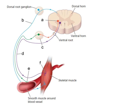Match each term with its appropriate location (a-f) in the diagram above) Use the diagram above to Answer the following questions . -_____Intermediolateral column