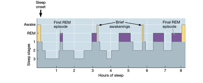 <strong>Use the following to answer questions : Refer to the figure below.   -Which conclusion about sleep is most consistent with the data shown?</strong> A) Our brains are generally very active during all stages of sleep. B) It is normal to experience about five bouts of REM sleep during the night. C) It is easiest to rouse someone from stage 4 sleep. D) We spend the majority of our sleep hours in stage 3 sleep. <div style=padding-top: 35px> 