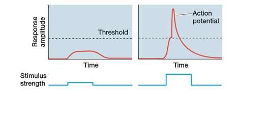 Use the following to answer questions : Refer to the figure below -The figure shows the response of a touch receptor in response to two stimulus strengths. What can you conclude about the relationship between the strength of the stimulus and the likelihood of the touch receptor to fire?
