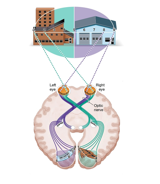 <strong>Use the following to answer questions : Refer to the figure below.   -What does this figure demonstrate?</strong> A) The right visual cortex receives information about what we see in the right half of the visual field. B) The left visual cortex receives information about what we see in the right half of the visual field. C) Objects on our right side are processed by the left eye only. D) Objects on our right side are processed by the right eye only. <div style=padding-top: 35px> 