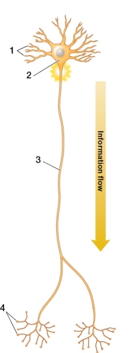 <strong>Refer to the figure below.   The numerals 1, 2, 3, and 4 refer to _______, respectively.</strong> A) dendrites, cell body, axon, and axon terminals B) basal ganglia, cell body, axon, and axon terminals C) dendrites, interneuron, cell body, and axon terminals D) axon terminals, cell body, interneuron, and synapses <div style=padding-top: 35px> 