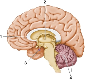 <strong>Refer to the figure below.   The numerals 1, 2, 3, and 4 refer to the _______, respectively.</strong> A) corpus callosum, pituitary, cerebellum, and thalamus B) cerebellum, nucleus, amygdala, and brainstem C) limbic system, thalamus, corpus callosum, and cerebellum D) corpus callosum, thalamus, pituitary, and cerebellum <div style=padding-top: 35px> 