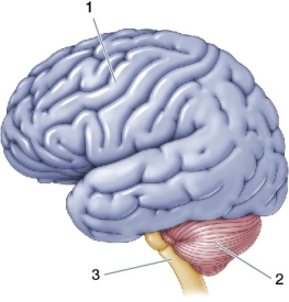Refer to the figure below. In the figure, 1 represents the _______, 2 represents the _______, and 3 represents the _______.