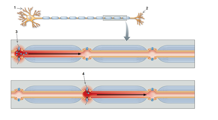 Use the following to answer questions : -The nodes shown in the figure play a key role in saltatory conduction as