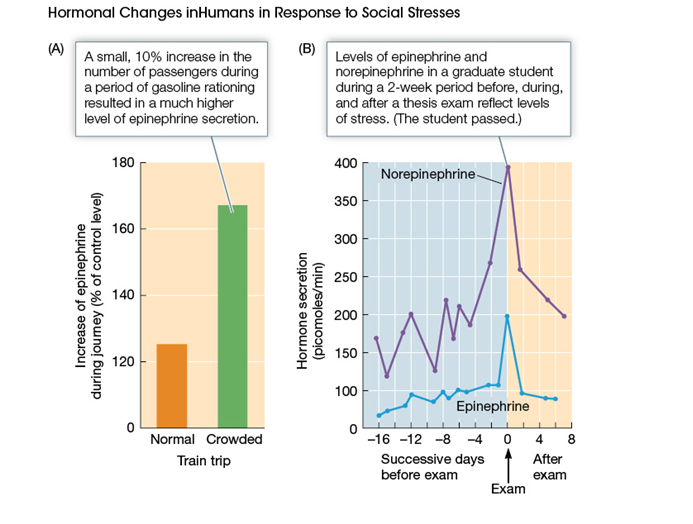 <strong>Use the following to answer questions : Refer to the graphs below. -What can be concluded from the graph depicting epinephrine increases during normal and crowded train trips?</strong> A) Traveling by train is generally stressful, whether the train is crowded or not. B) Travel in a crowded train creates more stress than an uncrowded train trip. C) Lower epinephrine levels indicate that a trip on an uncrowded train is more stressful. D) Epinephrine levels during normal and crowded train trips are not related to feelings of stress.