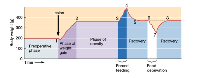 Use the following to answer questions : Refer to the figure below. -The data are most consistent with the theory that the lesions in this study caused the rats to