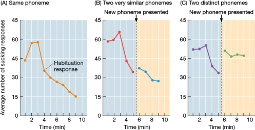 <strong>Refer to the graphs below. The figure shows data from an infant who sucked on a pacifier in order to hear sounds. By comparing graphs B and C, determine which of the following conclusions is supported.</strong> A) The infant can easily tell the difference between any two phonemes. B) When the infant hears an unfamiliar phoneme, his or her rate of sucking instantly decreases. C) The less similar two phonemes are, the more likely the infant is to notice a change in sound between the phoneme that is presented first and the phoneme that is presented second. D) When the infant hears the same phoneme over and over again, his or her rate of sucking increases gradually.