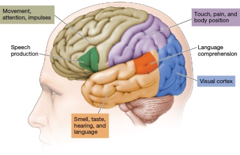<strong>Refer to the figure below. When he is in a casino, Albert is unable to control himself. He does not stop gambling until all of his money is gone. The _______ lobe of Albert's brain is most likely to be affecting this behavior.</strong> A) parietal B) occipital C) temporal D) frontal